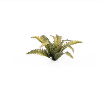 Gamers Grass Laser Plants - Deer Fern