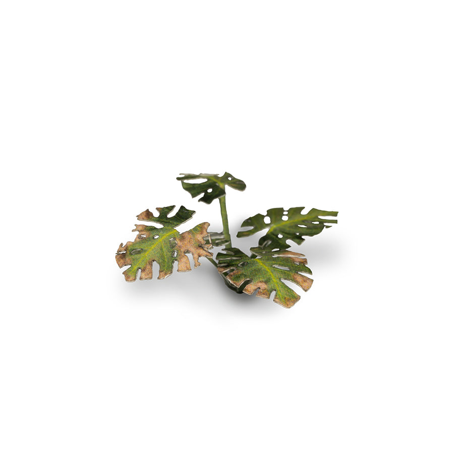 Gamers Grass Laser Plants - Monstera